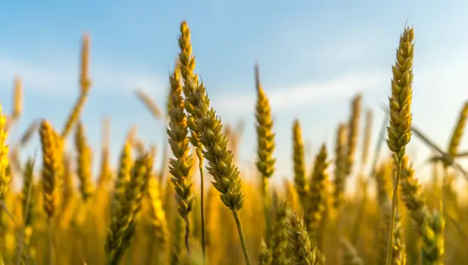 Are Wheat Thins Vegan